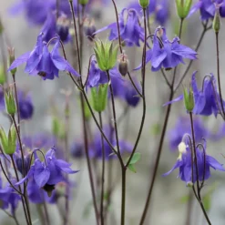 Kurzspornige Akelei - Elfenblüten für Ihr Beet