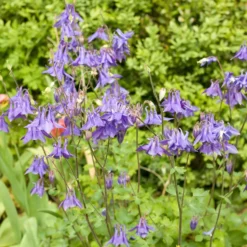 Kurzspornige Akelei - Elfenblüten für Ihr Beet