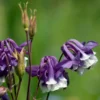 Kurzspornige Akelei Winky Blau-Weiß - Zweifarbige Blüten ohne Aufwand