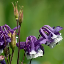 Kurzspornige Akelei Winky Blau-Weiß - Zweifarbige Blüten ohne Aufwand