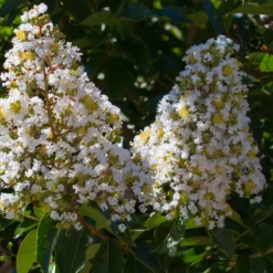 Lagerströmie ‘Neige d’Été’ - Weiße Blütenwolke den Sommer lang