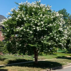 Lagerströmie ‘Neige d’Été’ - Weiße Blütenwolke den Sommer lang