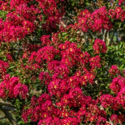 Lagerströmie ‘Red Imperator’ - Feuerrot den ganzen Sommer