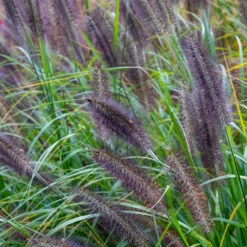 Lampenputzergras ‘Black Beauty’ - Dunkle Ähren, große Wirkung