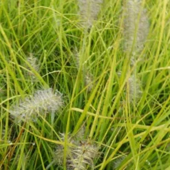 Lampenputzergras ‘Jommenik’ - Kompaktes Gras, große Wirkung