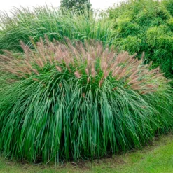 Lampenputzergras ‘Red Head’ - Rote Federn im Herbstgarten
