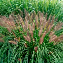 Lampenputzergras ‘Red Head’ - Rote Federn im Herbstgarten