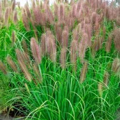 Lampenputzergras ‘Red Head’ - Rote Federn im Herbstgarten