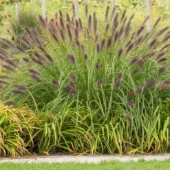 Lampenputzergras ‘Viridescens’ - Federweiche Blüten im Beet