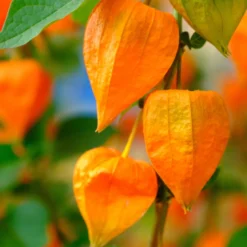 Lampionblume Gigantea - Leuchtende Herbstlaternen