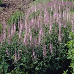 Langblättriger Ehrenpreis 'Pink Damask' - Rosa Blütenkerzen den ganzen Sommer