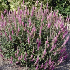 Langblättriger Ehrenpreis 'Pink Damask' - Rosa Blütenkerzen den ganzen Sommer