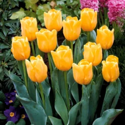 Langstielige Tulpe gelb (x5) - Leuchtend gelb, kinderleicht
