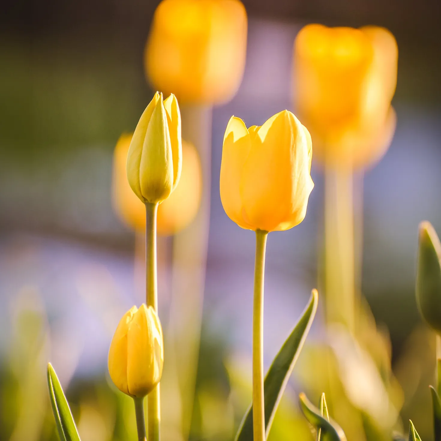 Langstielige Tulpe gelb (x5) - Leuchtend gelb, kinderleicht