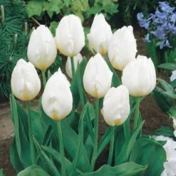 Langstielige Tulpen-Kollektion (x20) - Lange Stiele, große Sträuße