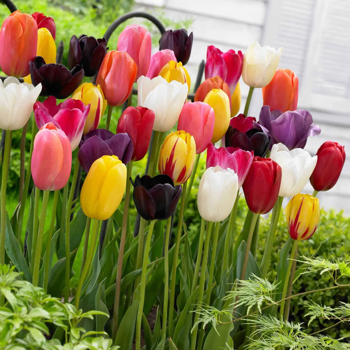 Langstielige Tulpen Mischung - Lange Stiele, große Wirkung
