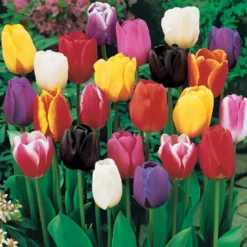 Langstielige Tulpen Mischung (x75) - Sträuße direkt aus dem Beet