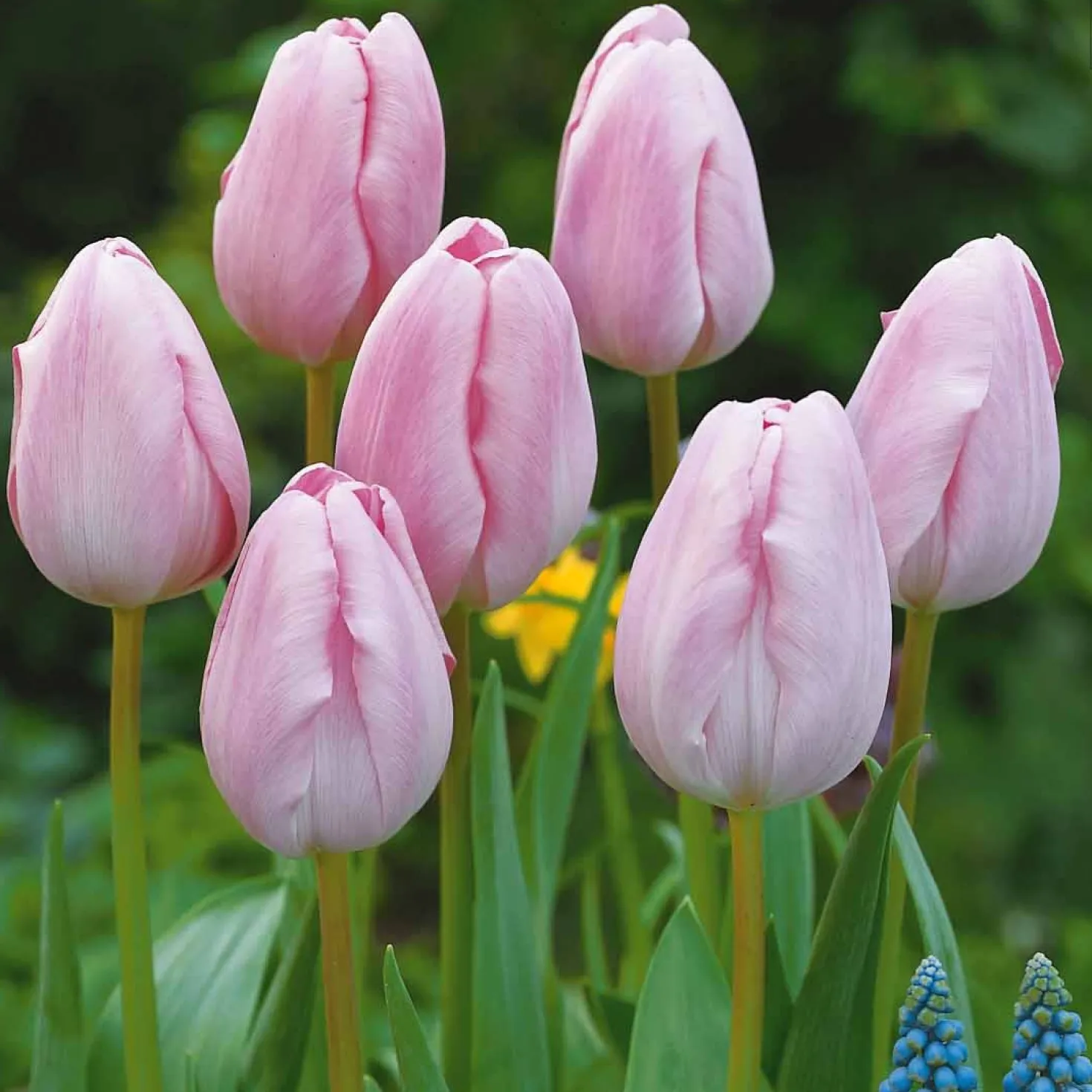 Langstielige Tulpe rosa (x5) - Lange Stiele, große Wirkung