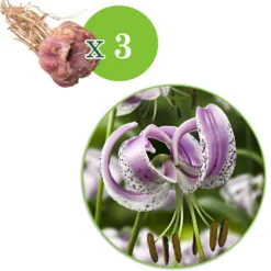 Lankongense Lilie (x3) - Zarte Türkenbund-Blüten