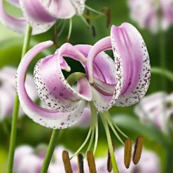 Lankongense Lilie (x3) - Zarte Türkenbund-Blüten