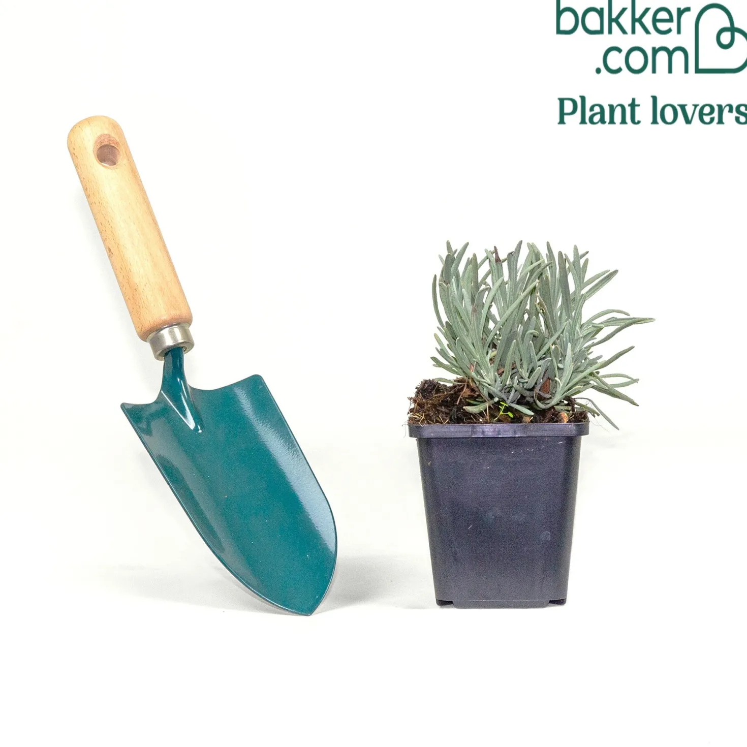 Lavandin ‘Phenomenal’® - Duft und Farbe sofort