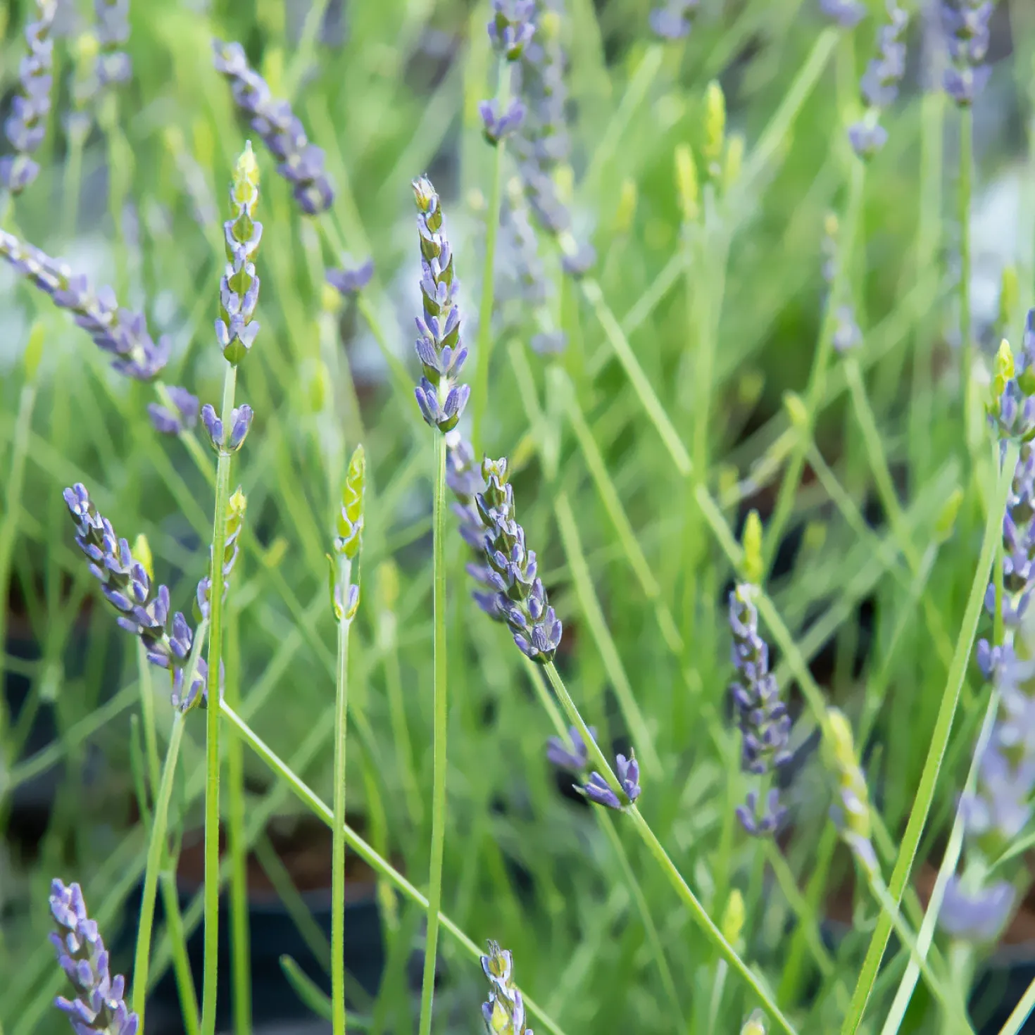 Lavandin ‘Phenomenal’® - Duft und Farbe sofort