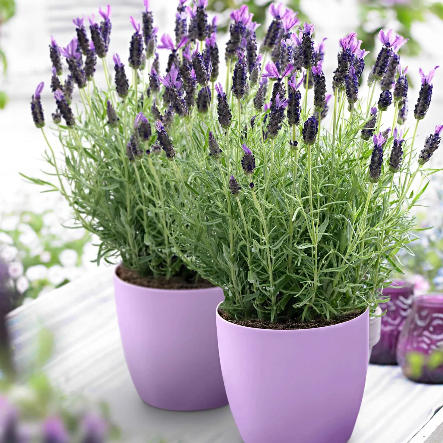 Lavendel 'Anouk' - Duftende Blüten den ganzen Sommer
