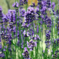 Lavendel Bio - Duft und Farbe im Nu