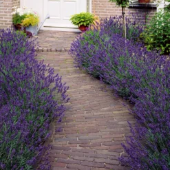 Lavendel blau (x2) - Duftende Blüten sofort