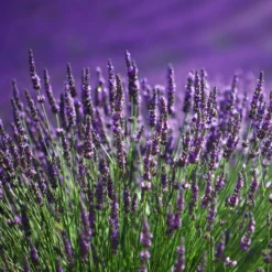 Lavendel blau (x2) - Duftende Blüten sofort