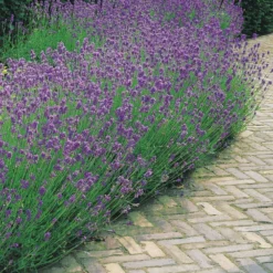 Lavendel blau (x2) - Duftende Blüten sofort