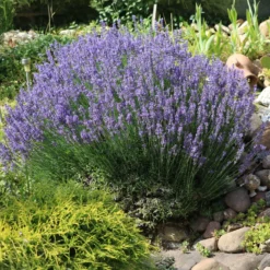 Lavendel - Duftende Blüten den ganzen Sommer