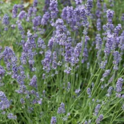 Lavendel Dutch - Duft und Blau den ganzen Sommer