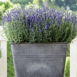 Lavendel-Kollektion 'Ardèche' (x3) - Sofort mediterranes Flair