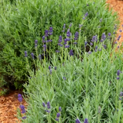 Lavendel-Kollektion 'Ardèche' (x3) - Sofort mediterranes Flair