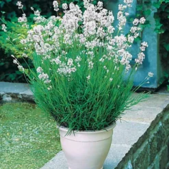 Lavendel-Kollektion weiß & rosa (x4) - Rosa-Weiß Kombination für zarte Beete