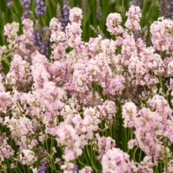 Lavendel 'Rosea' - Duftende Blüten in Rosa