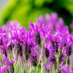 Lavendel The Princess ® Lavender - Pink-Blüten den ganzen Sommer