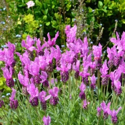 Lavendel The Princess ® Lavender - Pink-Blüten den ganzen Sommer