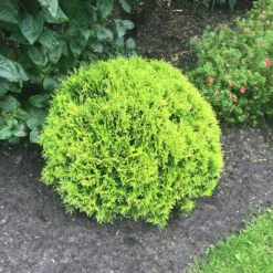Lebensbaum Mirjam - Grüner Zwerg, große Wirkung