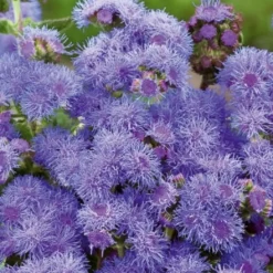 Leberbalsam ‘Blue Mink’ - Blaue Blütenwolken den Sommer lang