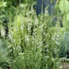 Leinkraut ‘Springside White’ - Weiße Blüten den ganzen Sommer