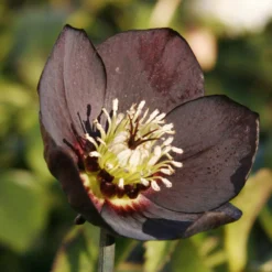 Lenzrose ‘Black’ - Schwarze Blüten im Winter