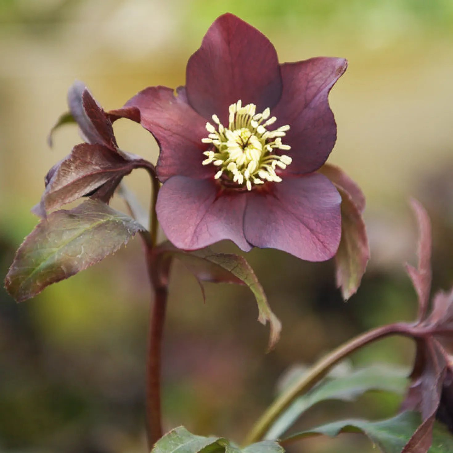 Lenzrose ‘Black’ - Schwarze Blüten im Winter