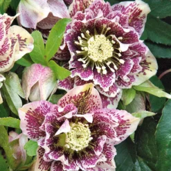 Lenzrose ‘Double Ellen White Spotted’ (x2) - Blüten mitten im Winter