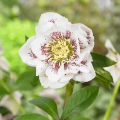 Lenzrose ‘Double Ellen White Spotted’ (x2) - Blüten mitten im Winter