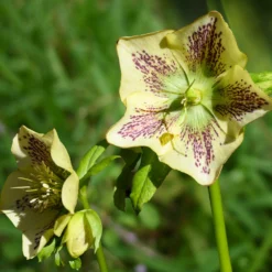 Lenzrose ‘Green Spotted’ - Blüht wenn alles schläft
