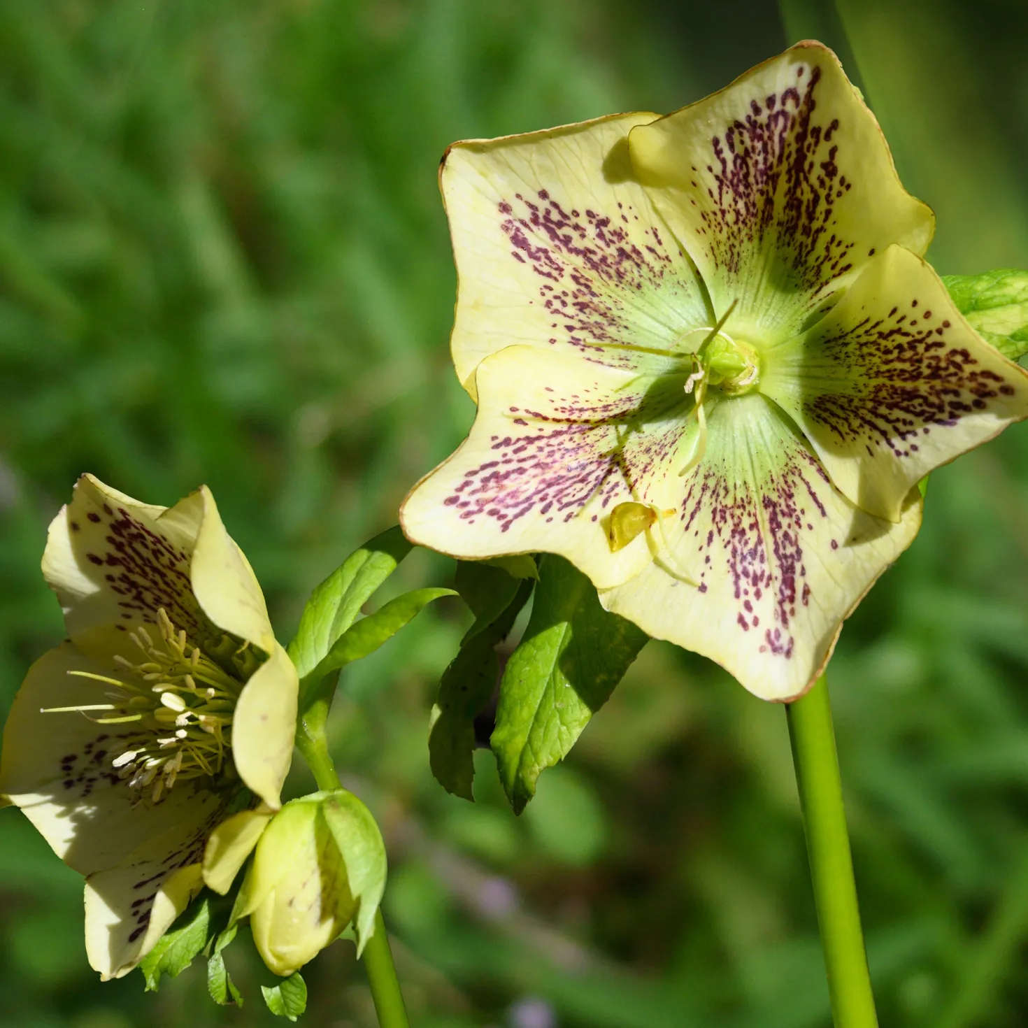 Lenzrose ‘Green Spotted’ - Blüht wenn alles schläft
