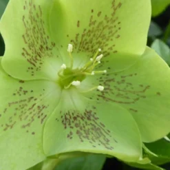 Lenzrose ‘Green Spotted’ - Blüht wenn alles schläft