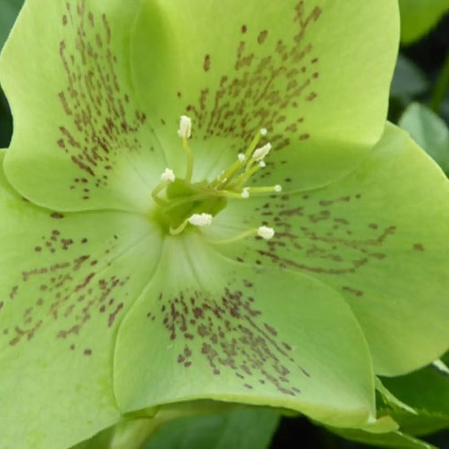 Lenzrose ‘Green Spotted’ - Blüht wenn alles schläft